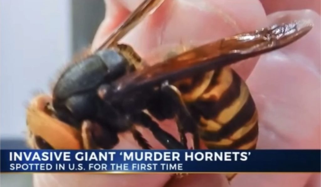 ‘Murder Hornets’ Spotted In The U.S. For The First Time • Hollywood ...