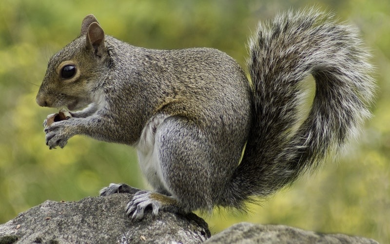 Squirrel Tests Positive For Bubonic Plague In Colorado • Hollywood Unlocked