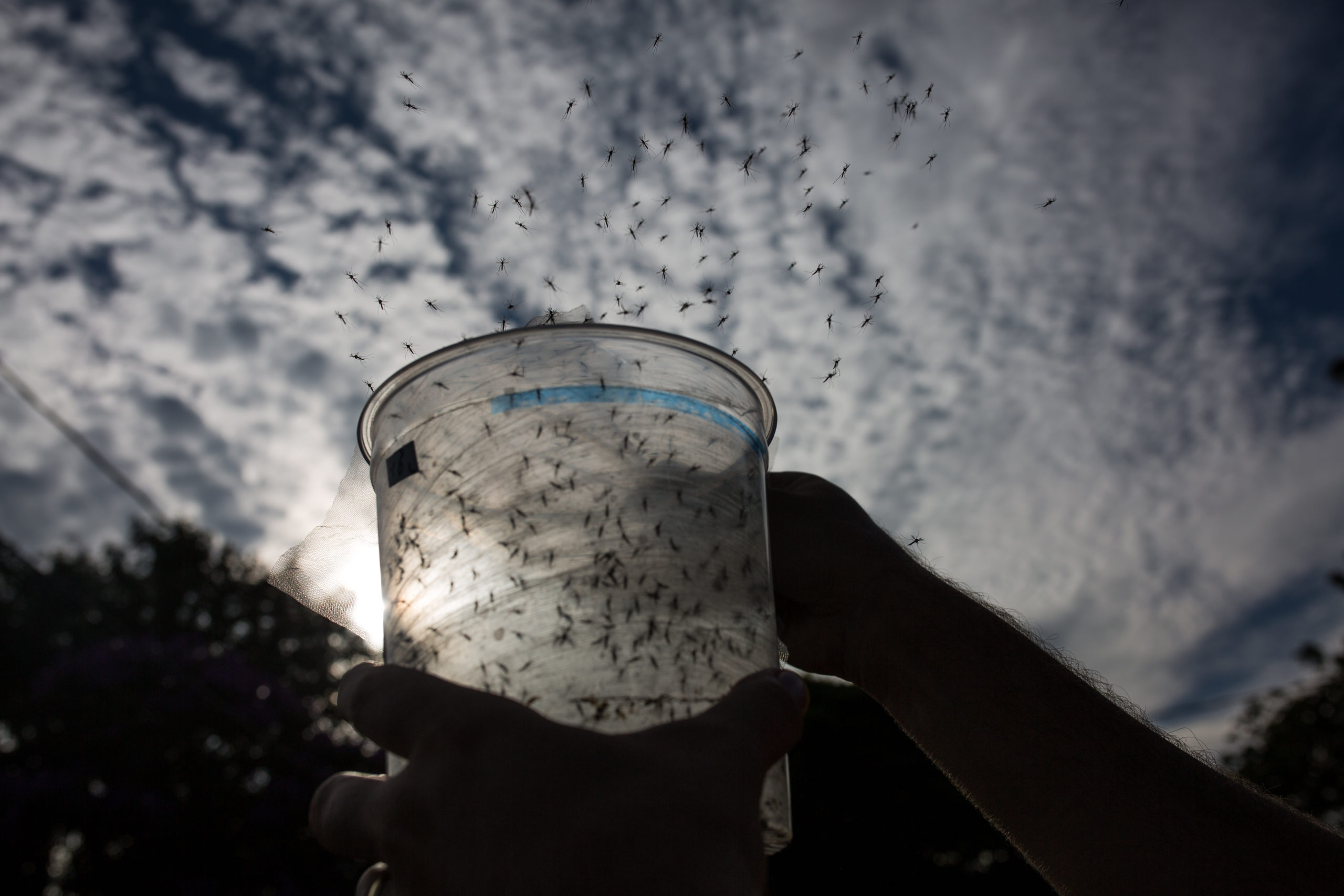 Florida To Release 750 Million Genetically Modified Mosquitoes To Reduce Diseases