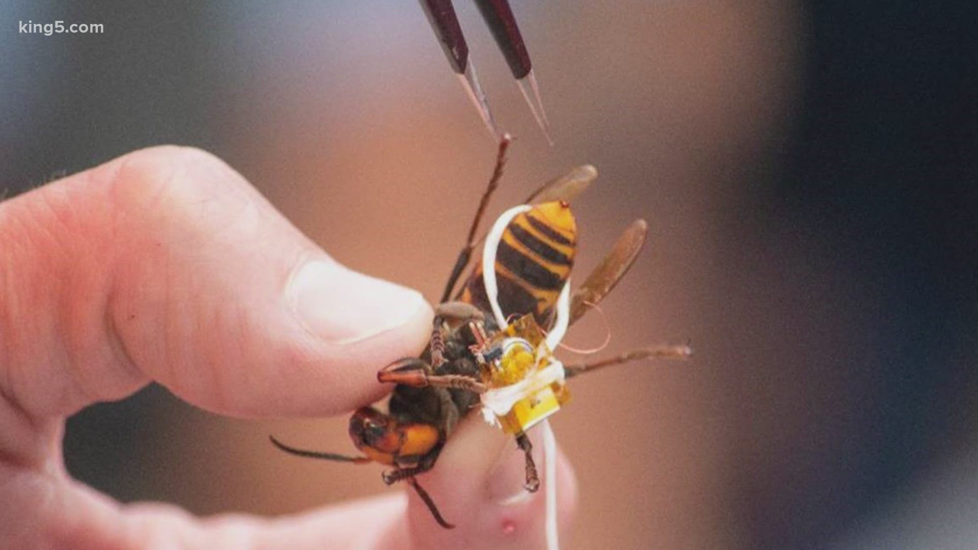 Washington State Scientists Warn An Asian Giant Murder Hornet Has Escaped Captivity