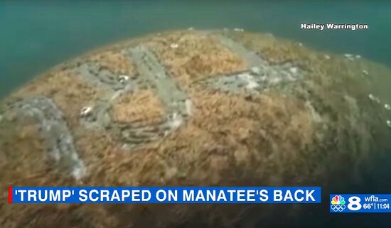 $5,000 Reward Offered As Feds Hunt Down Florida Suspect Who Mutilated And Carved 'TRUMP' Into A Manatee's Back