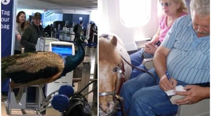 American Airlines Bans Emotional Support Animals On Flight • Hollywood  Unlocked
