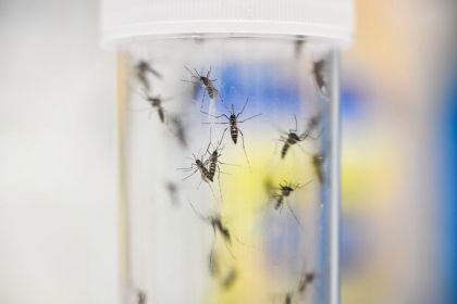 Florida Residents Call Terrorism As State Begins Release Of Genetically Modified Mosquitoes