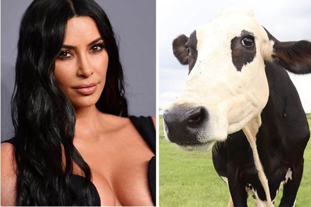 Kim Kowdashian: PETA India Names Rescued Cow After Kim Kardashian