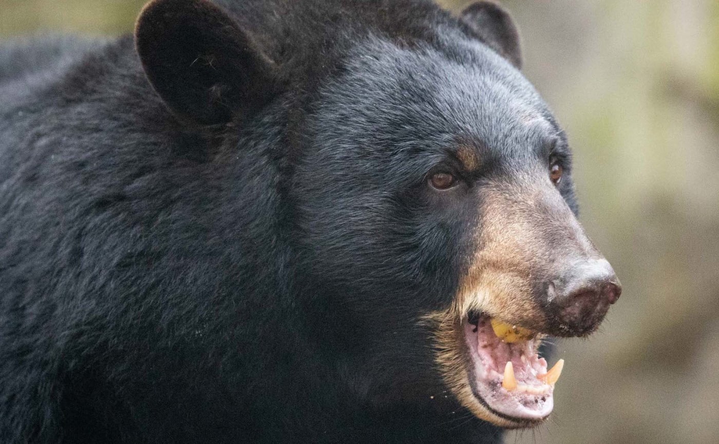 Colorado Woman Found Dead After Rare Black Bear Attack