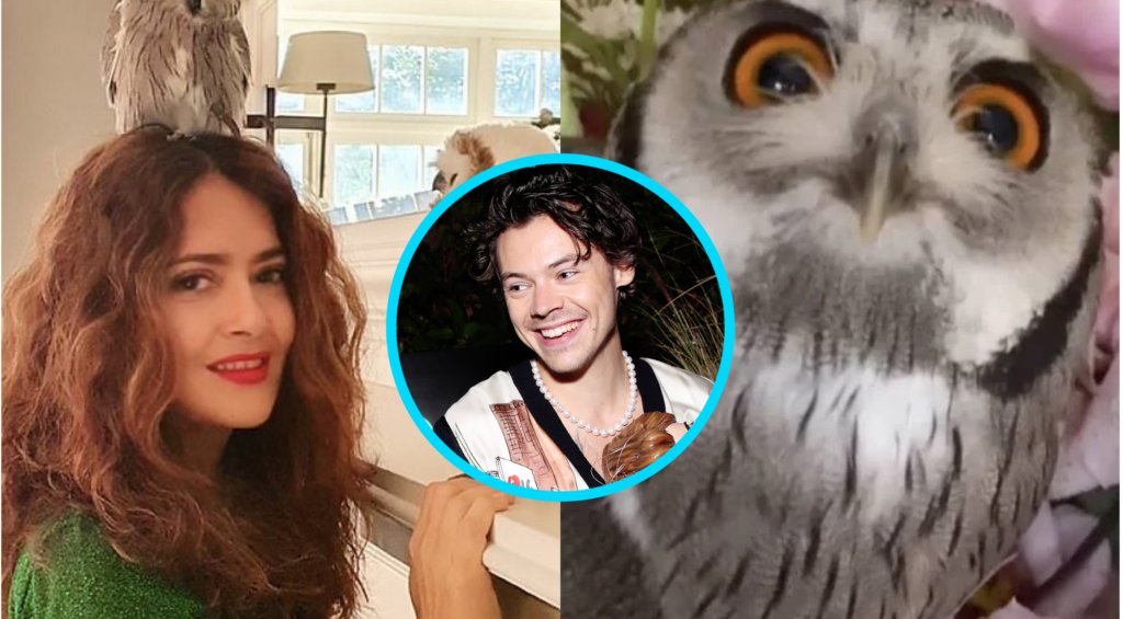 Salma Hayek's Pet Owl Threw Up a Hairball on Harry Styles' Head(02)