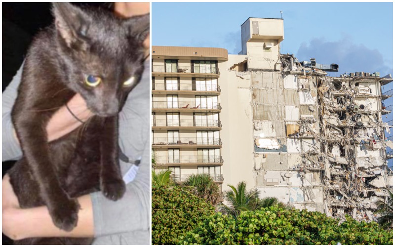 Missing Cat Found Alive And Rescued From Florida Condo Rubble ...