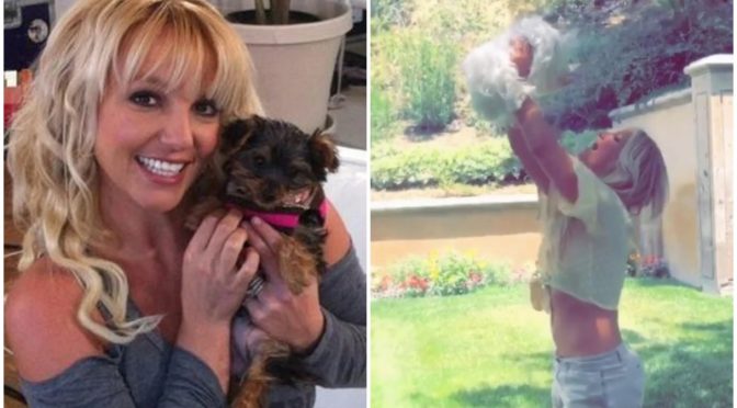 Britney Spears’ Dogs Back In Her Care After Housekeeper Assault Scandal ...