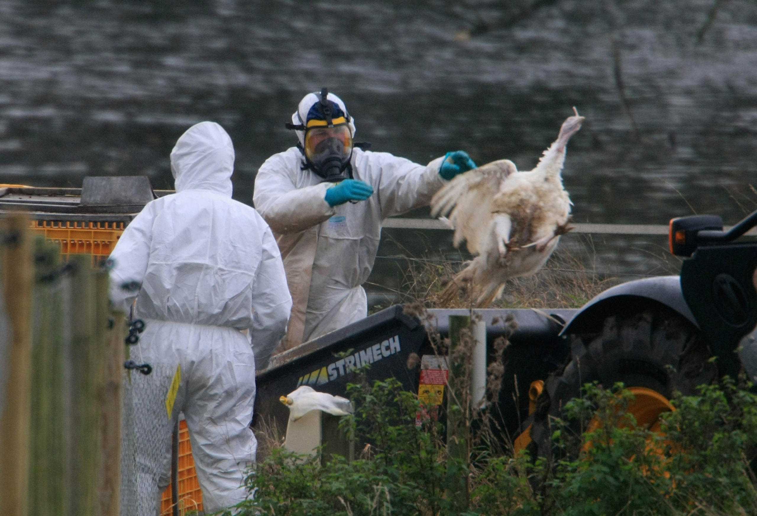 Poultry On Lockdown As Bird Flu Spreads Across Europe And Asia