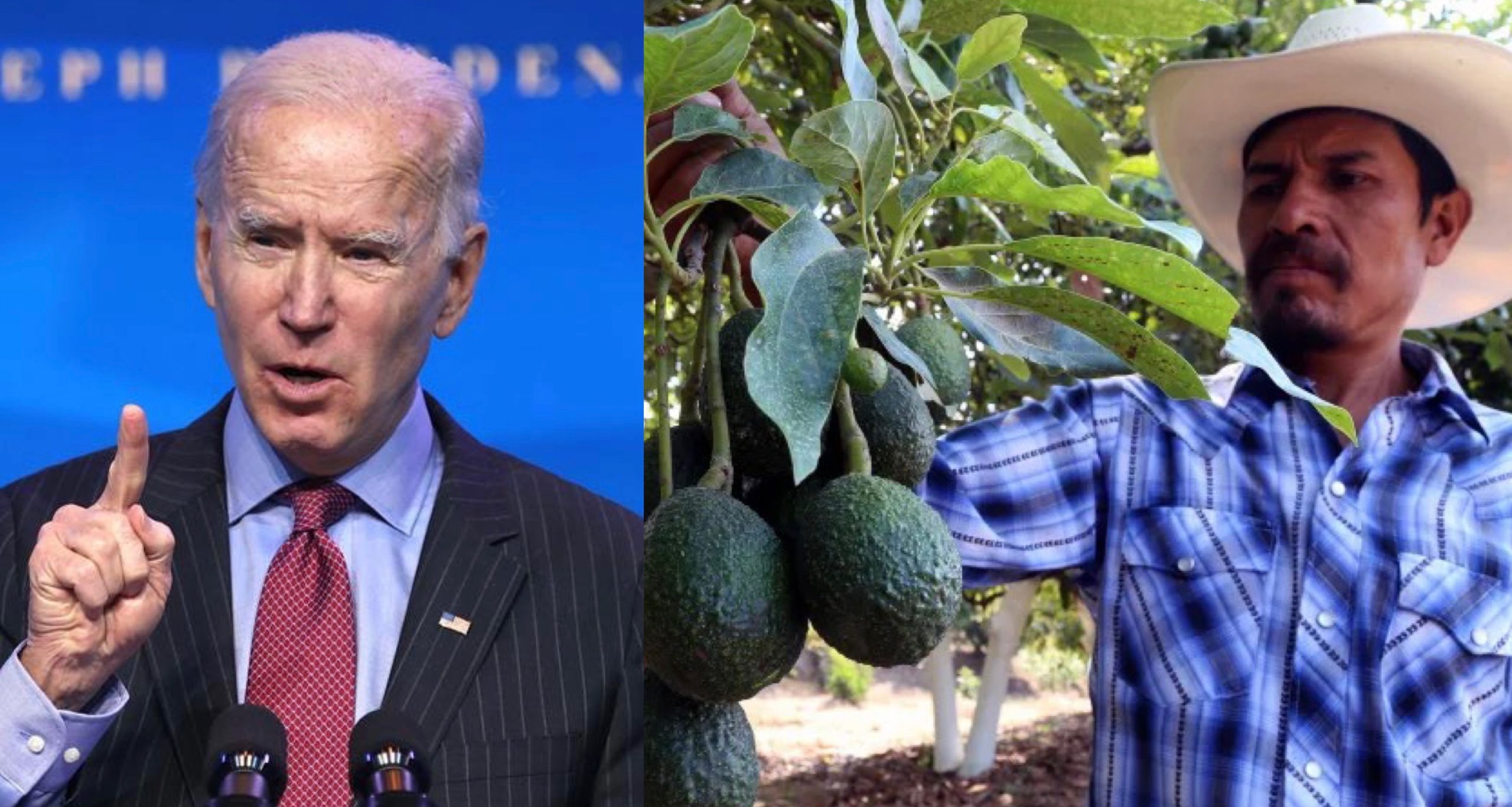 No Más Guac: Joe Biden Bans Avocados From México Until Further Notice