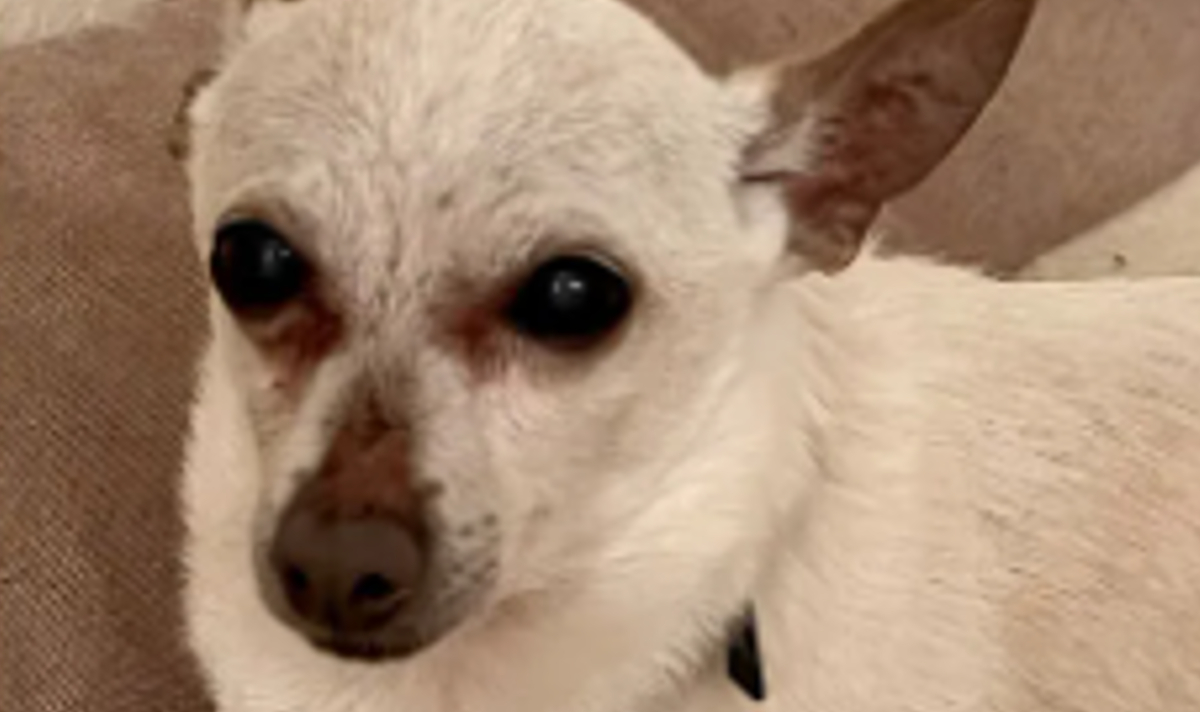 chihuahua breaks world record