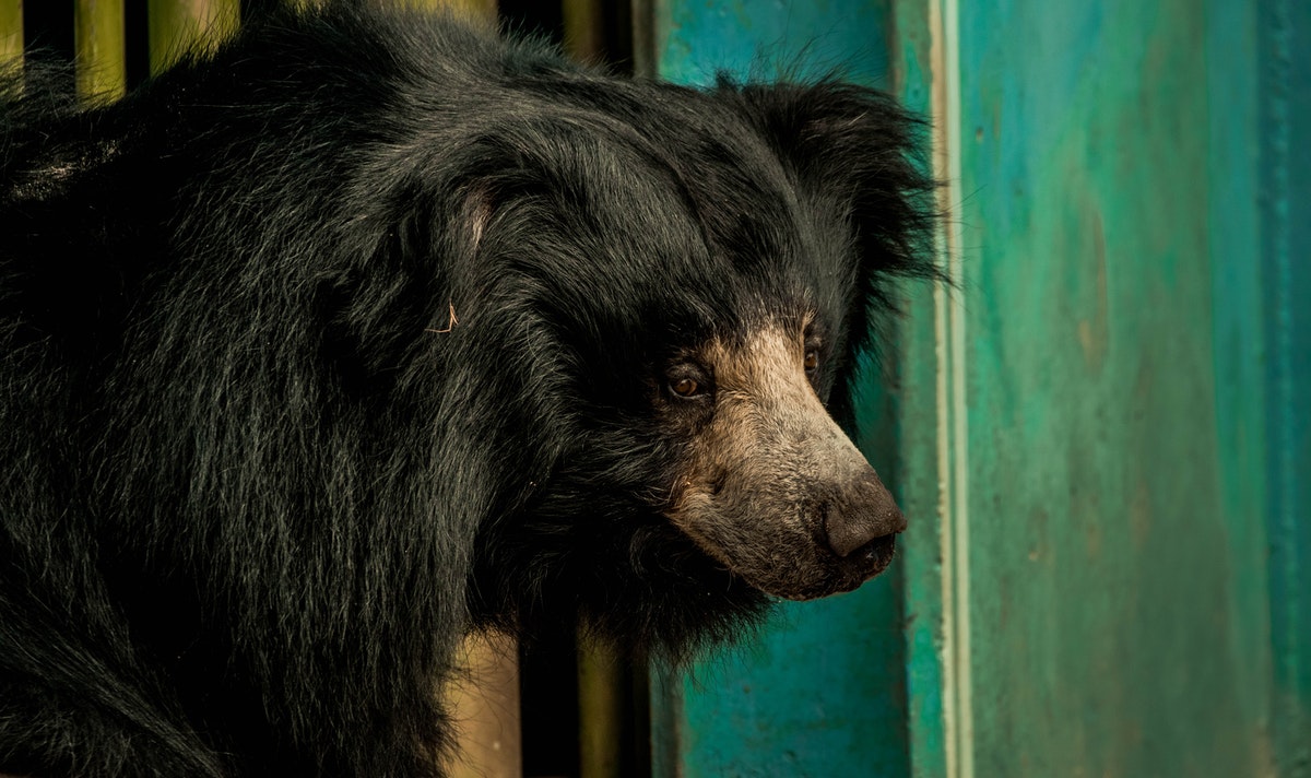 black bear chases couple and their dog