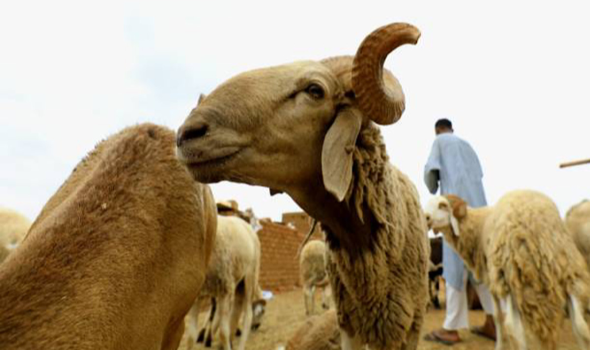 Sheep Found Guilty & Sentenced To 3 Years In Jail For Killing A Woman In Africa