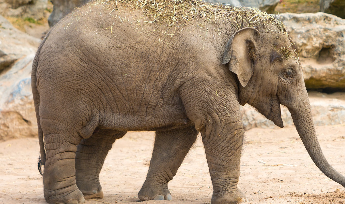 happy the elephant court case