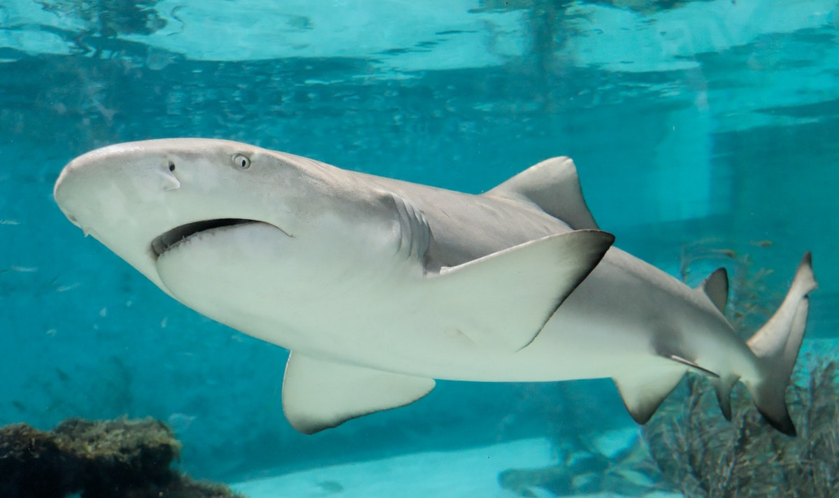 student hangs dead shark from rafters