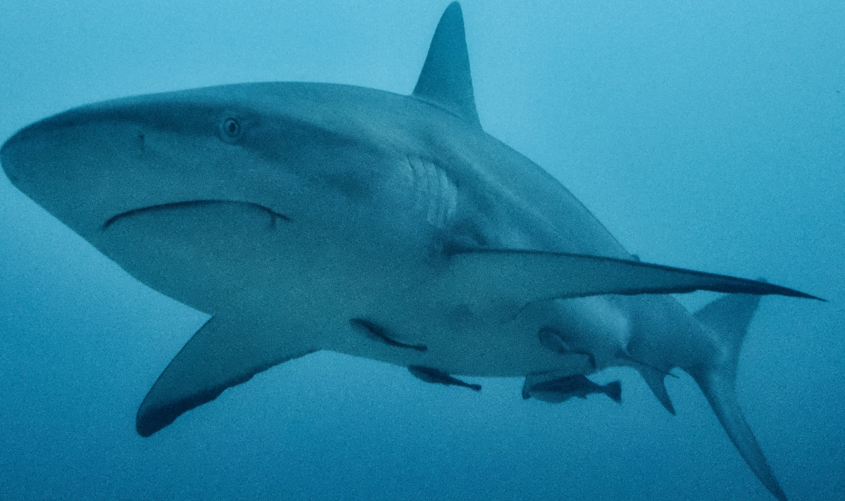 student hangs dead shark from rafters