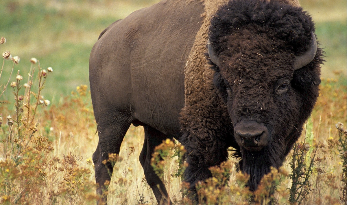 bison attacks woman yellowstone park