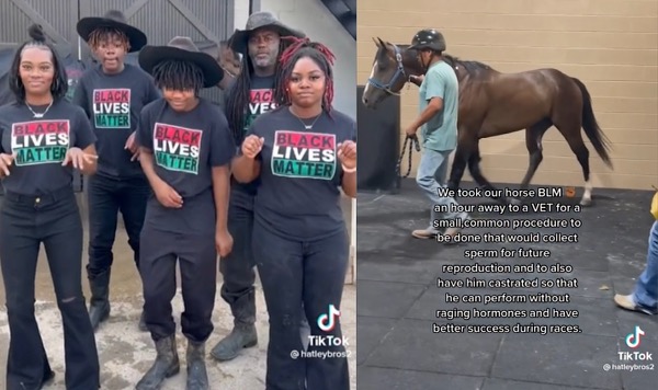 Viral Horse Named 'Black Lives Matter' Mysteriously Dies During Routine Procedure; Texas Family Demands Answers