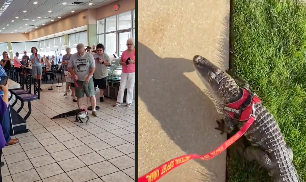 man has an emotional support alligator