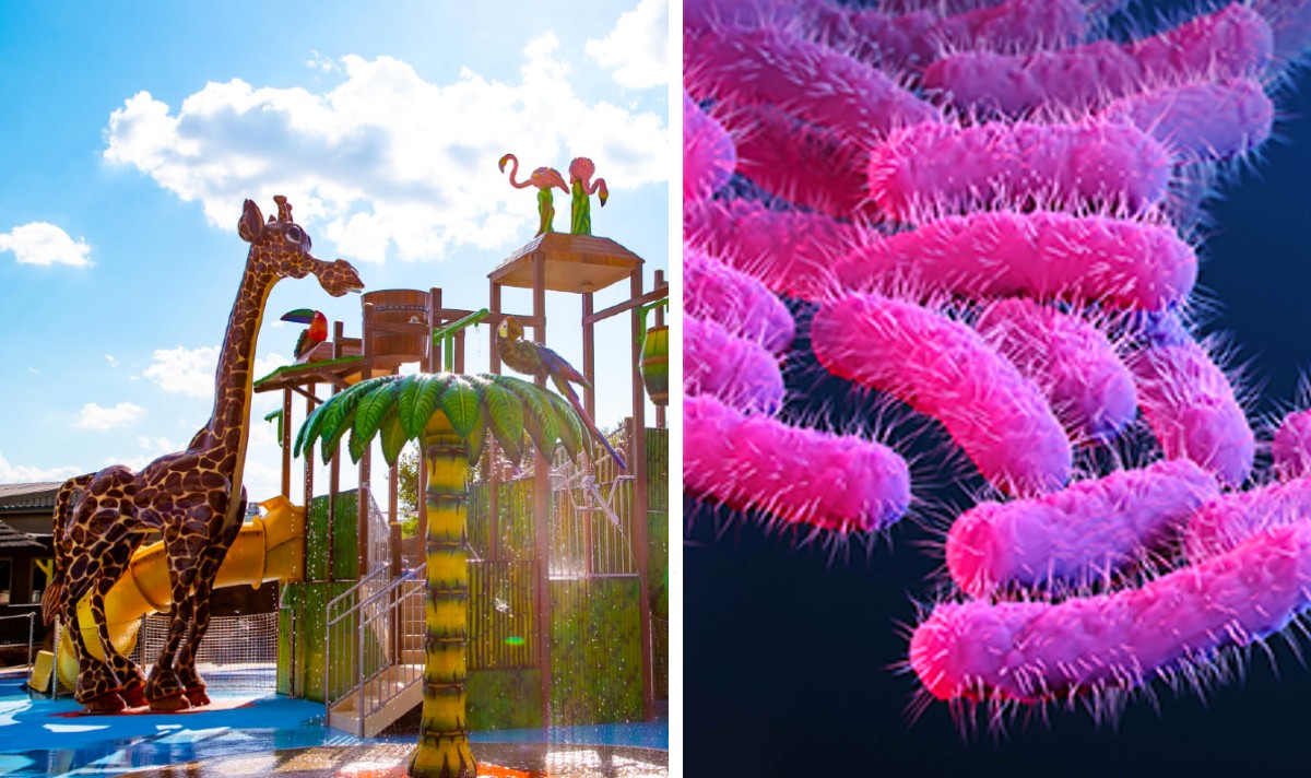 wildlife park cdc shigella