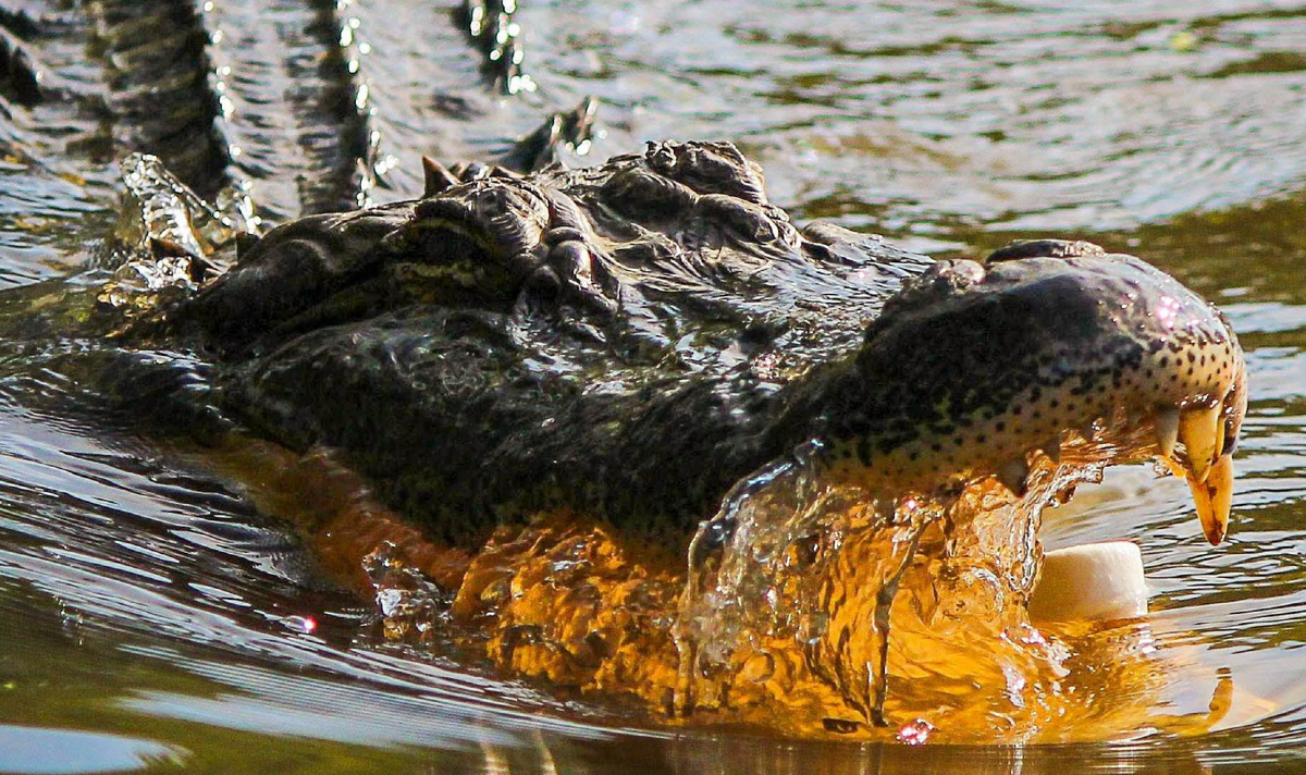 Florida Man Survives At A Swamp For Three Days After Alligator Bites Off His Arm • Hollywood