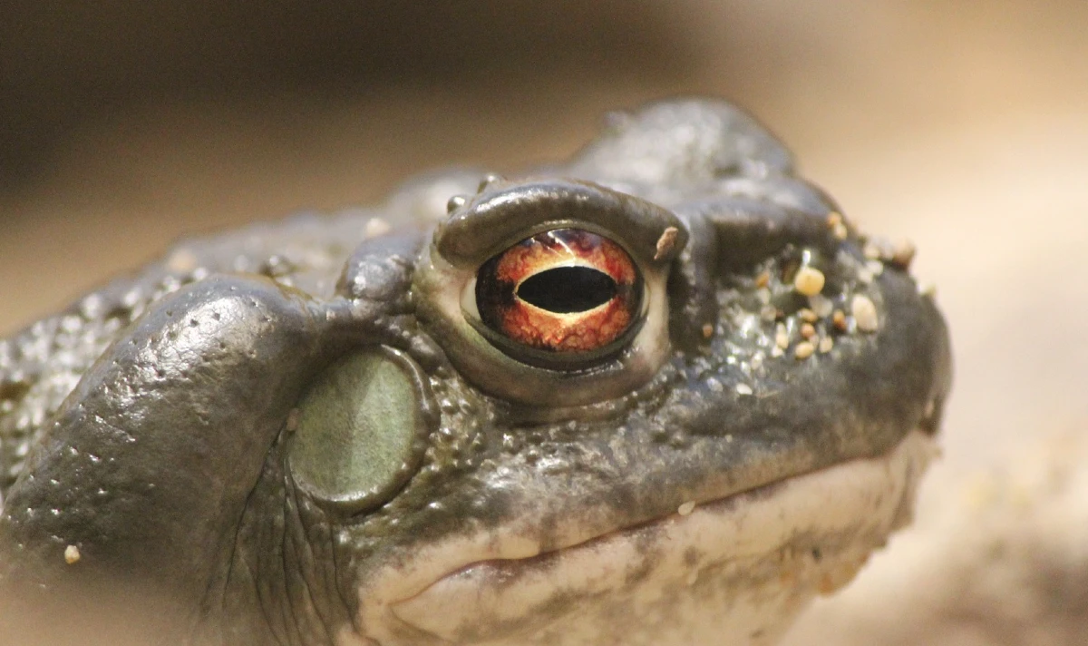 National Park Service warns public not to lick toad