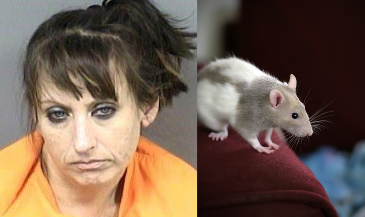 Florida woman arrested after 300 rats are found in her home