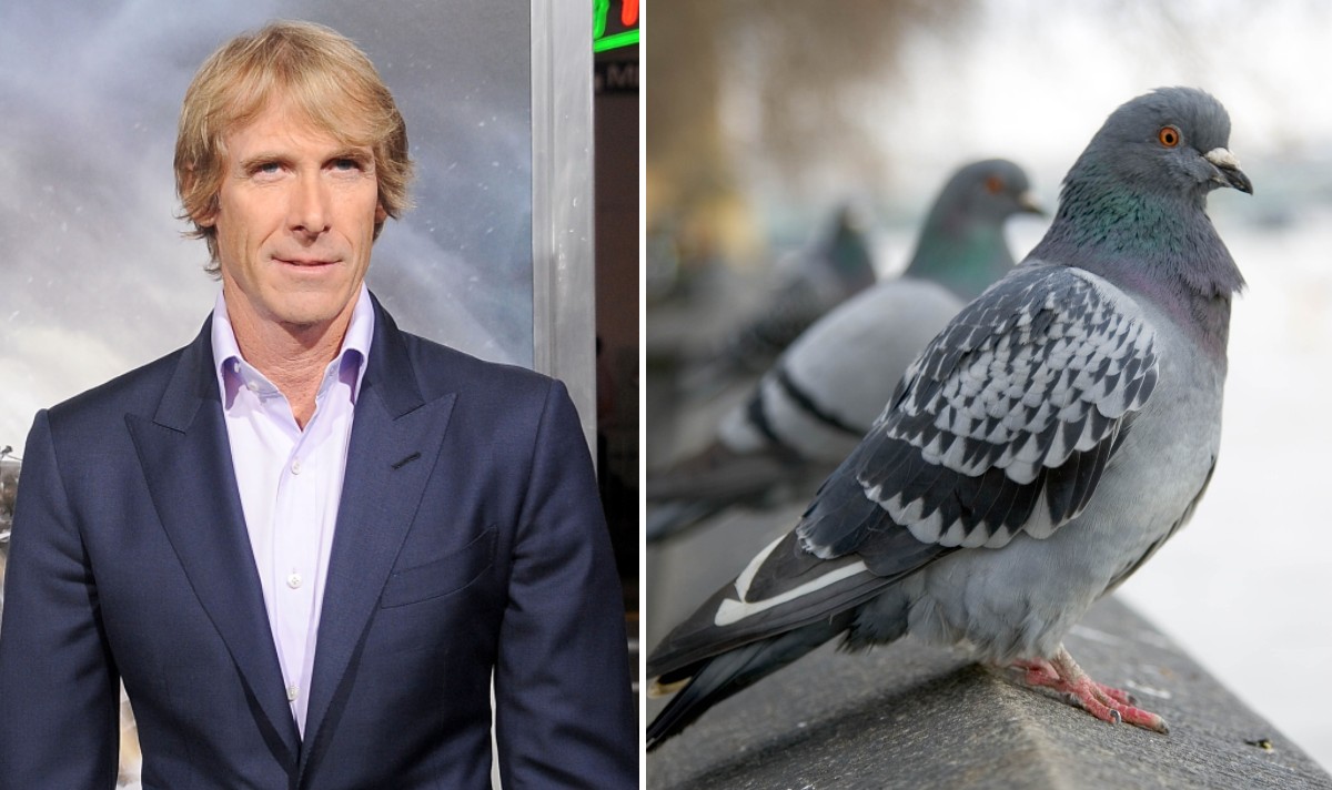 michael bay pigeon death