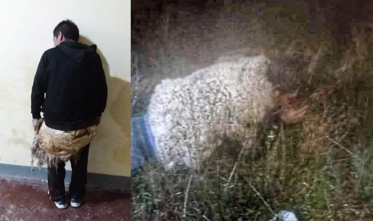 Man dresses as a sheep to escape prison