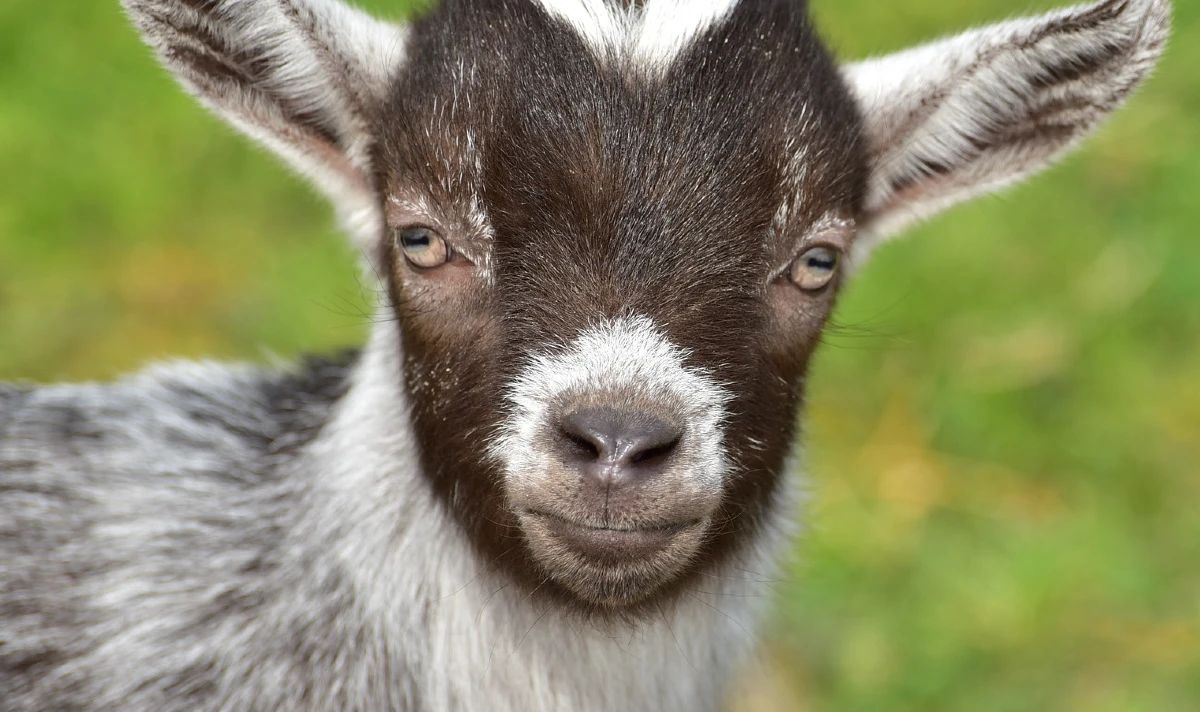 Mexico zoo director accused of stealing and cooking pygmy goats