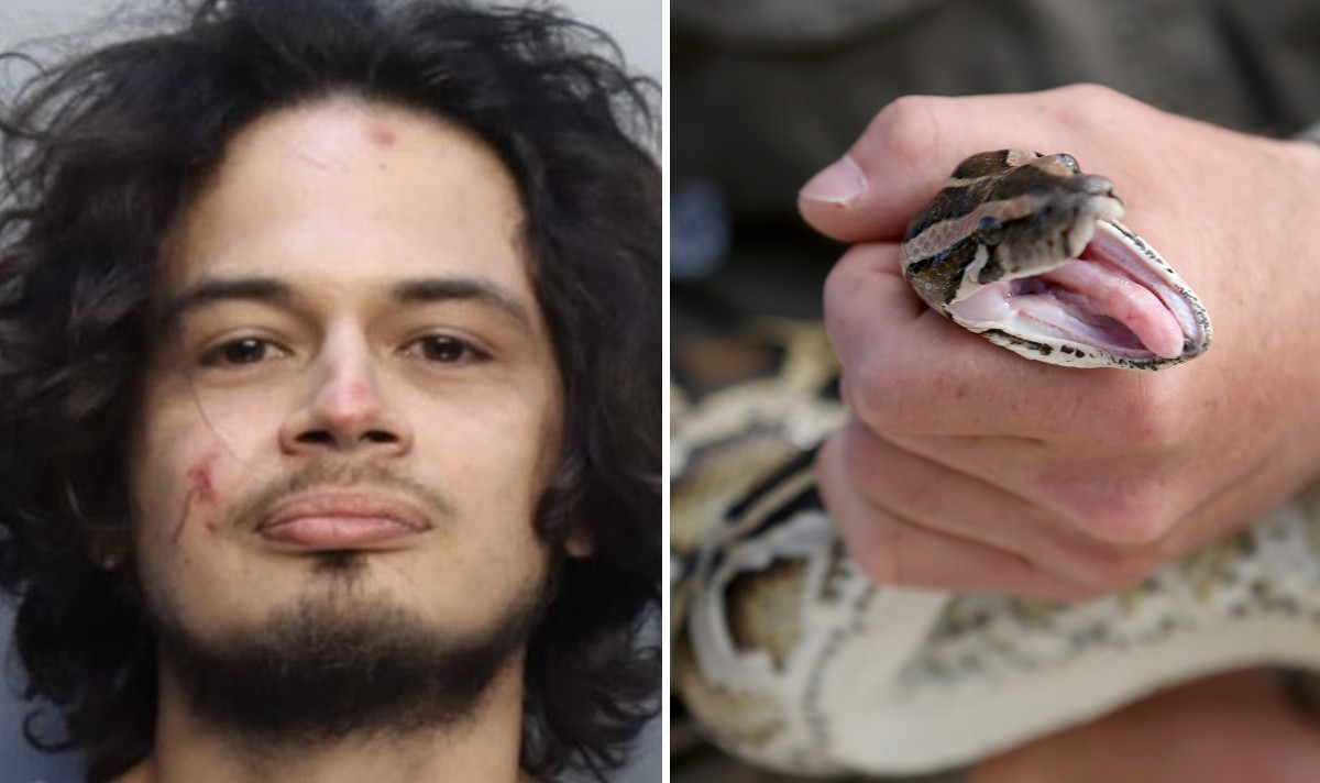 florida man python