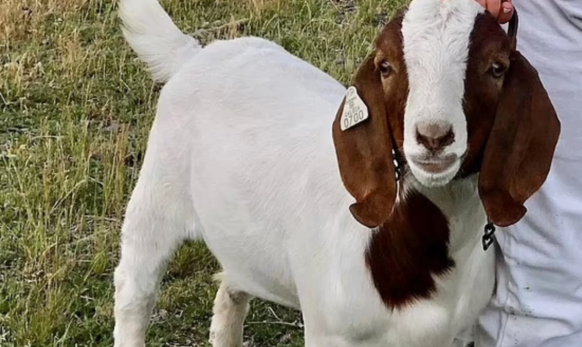 California girl sues state fair after beloved goat is sold for bbq