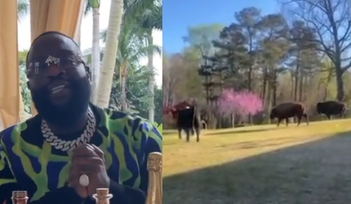 Rick Ross Upsets Neighbors After His Pet Bulls, Buffaloes & Cows Escape: ‘If You See One Of My Buffaloes, Please Give it A Carrot’