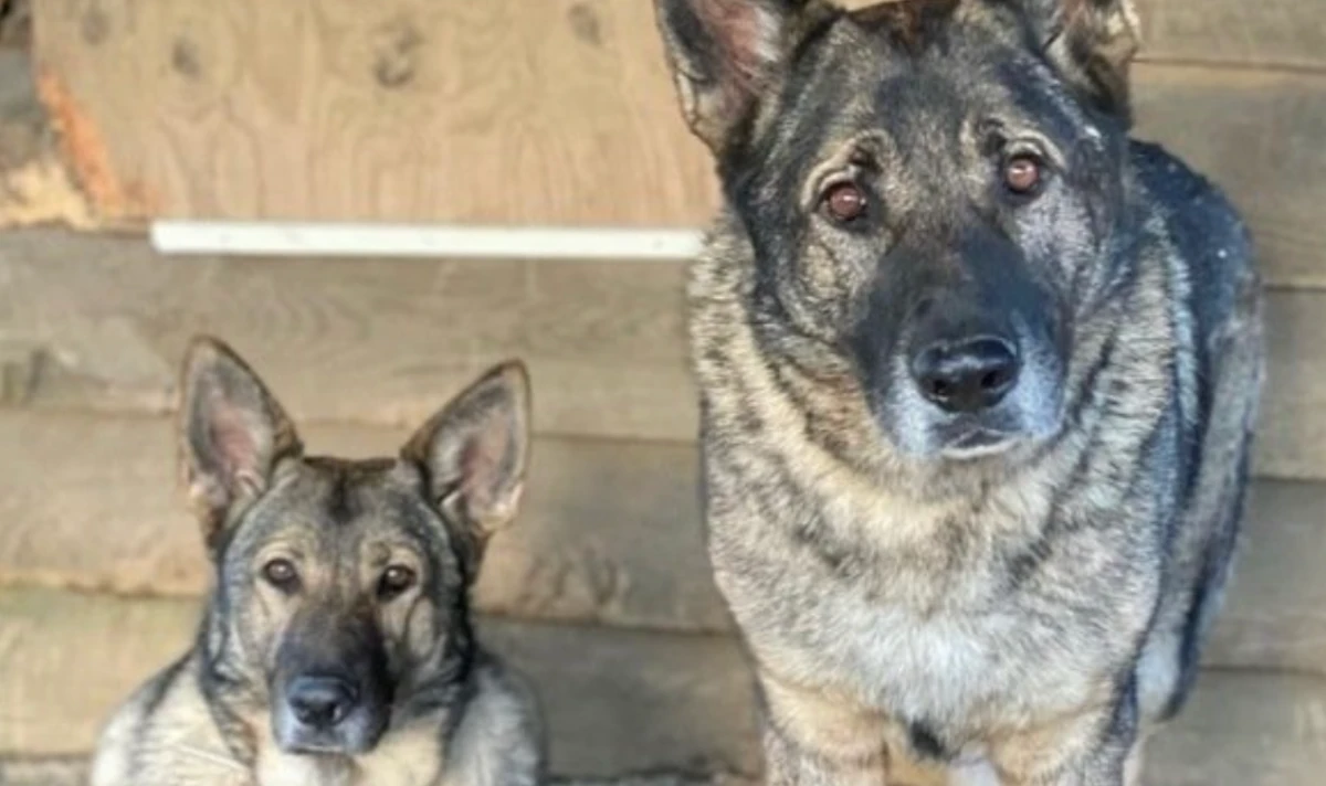 Hunter Accused Of Killing And Mutilating Dogs He Thought Were Coyotes