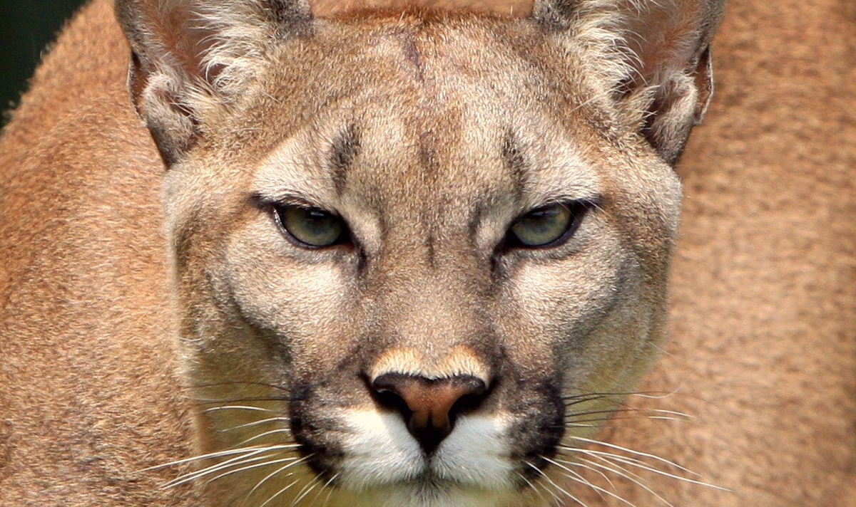 mountain lion attacks man relaxing in hot tub