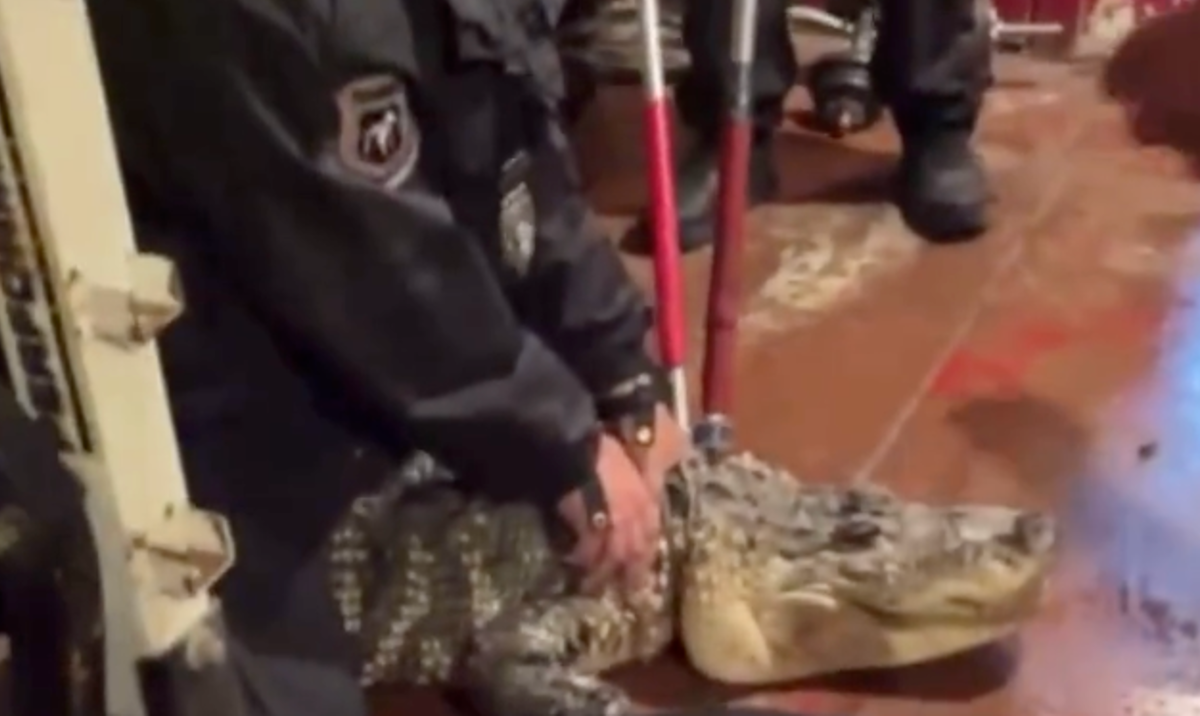 8 ft alligator removed from basement in Philadelphia