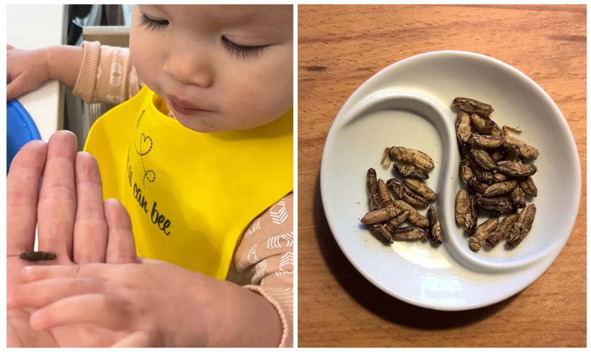 Mom gives daughter crickets as protein substitute