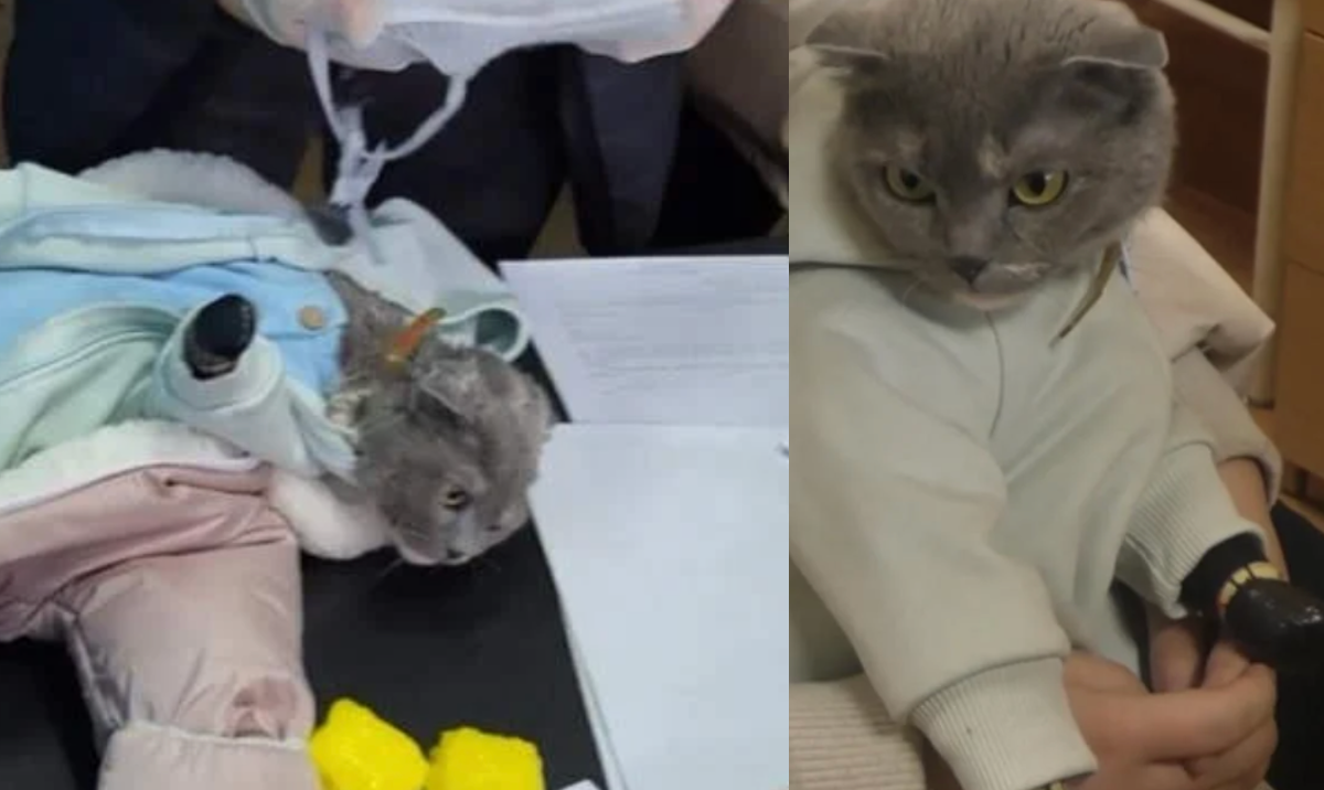 Russian woman disguises cat as an infant to smuggle drugs