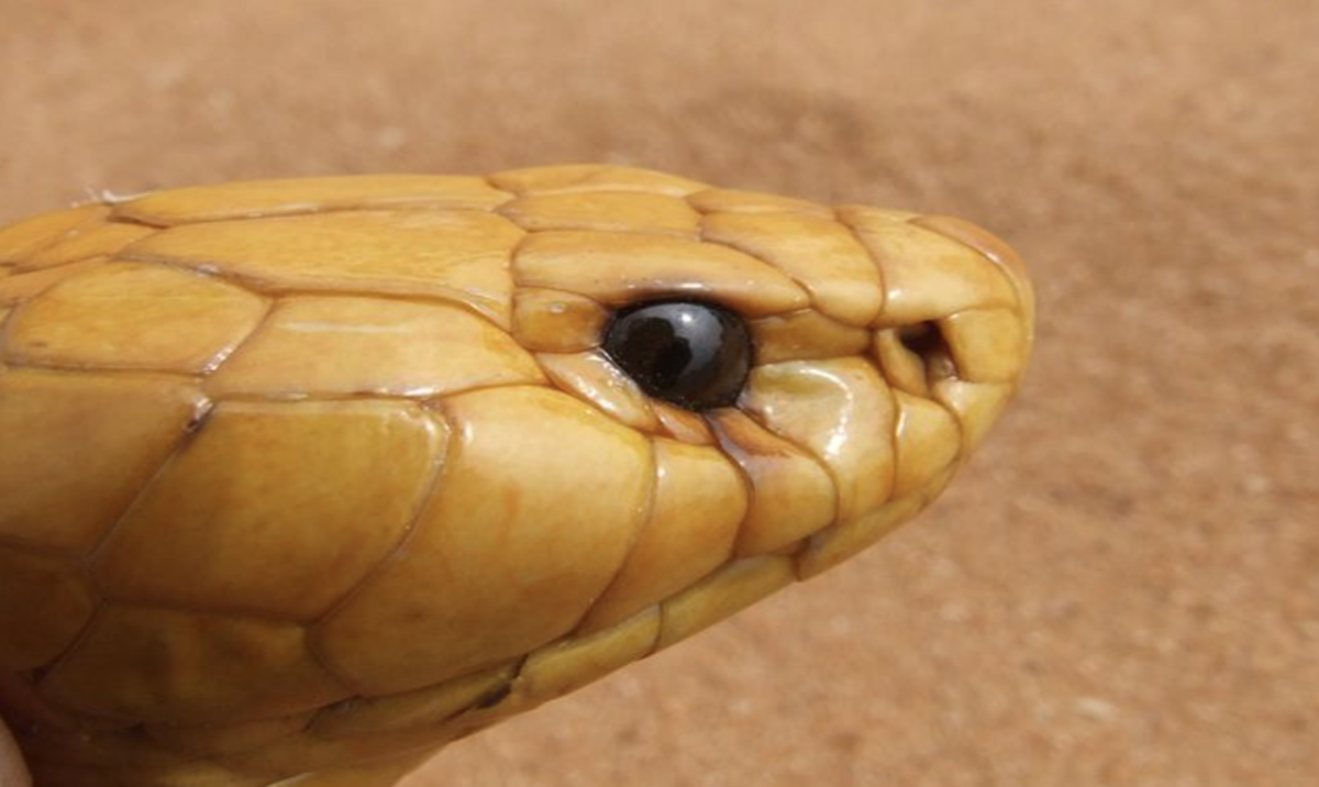 South African pilot lands plane after cobra is in cockpit