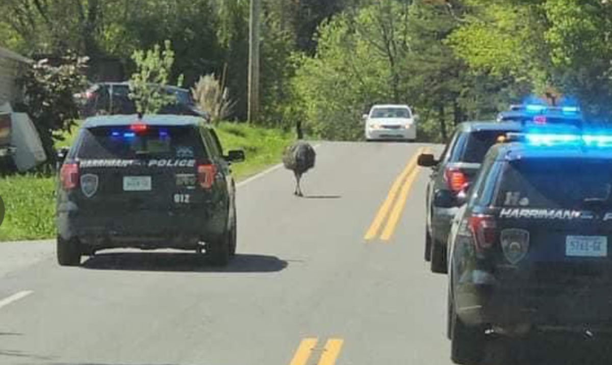 Tennessee emu leads police and its own on 20 mile chase