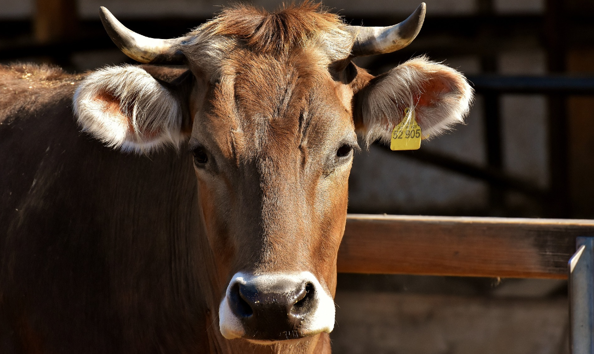 Texas cattle found dead with no tongues and lack of blood