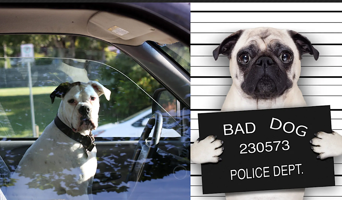 Colorado Man Allegedly Tried To Avoid Speeding And DUI Charges By Swapping Seats With His Dog
