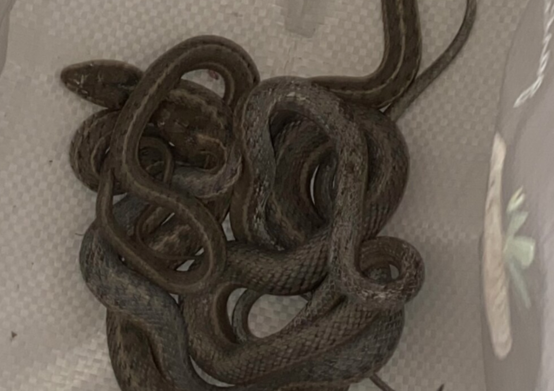 Colorado woman finds snakes in walls after buying home