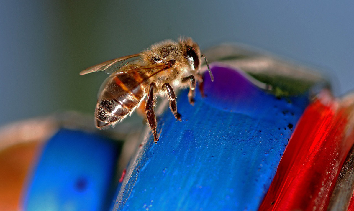 Six people killed after bus crashes into a hive of African bees