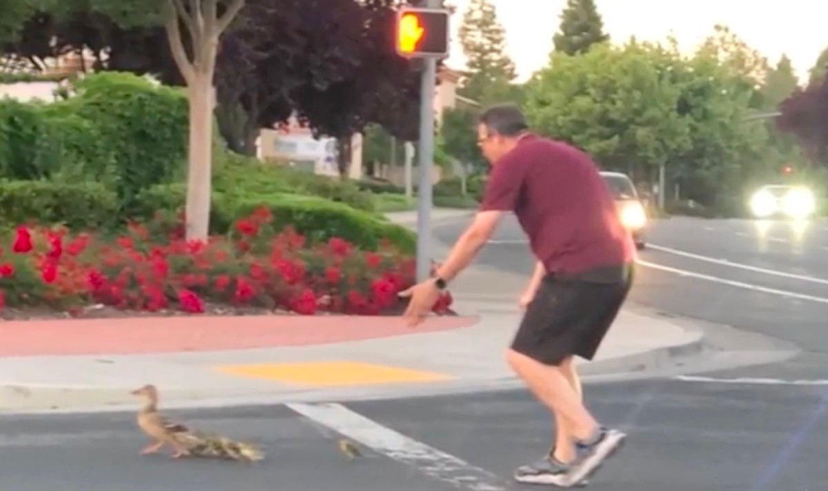 So Sad! California Man Killed While Helping Ducks Cross Road After ...