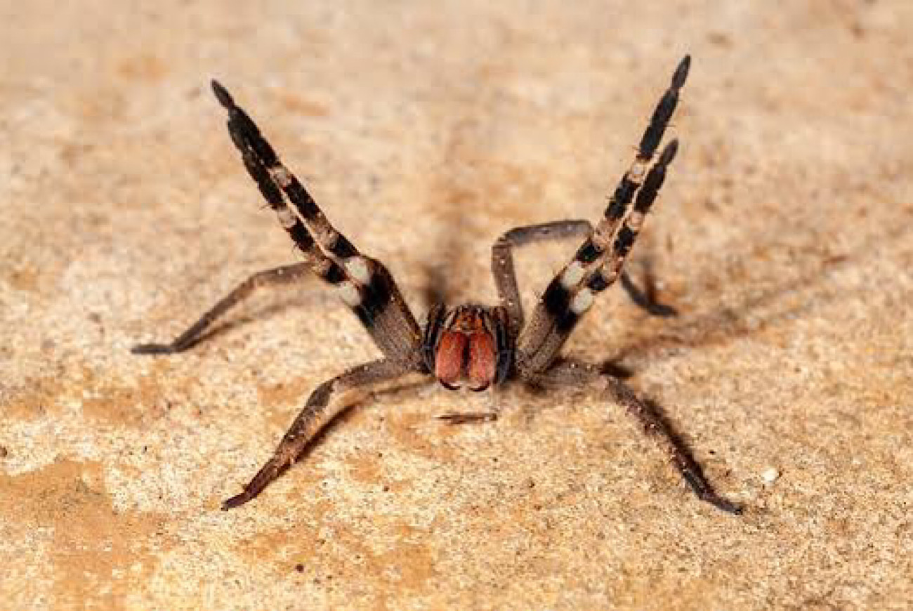 Supermarket Shuts Down After Spotting Deadly Spider Whose Bites Also Allegedly Cause Permanent Erections