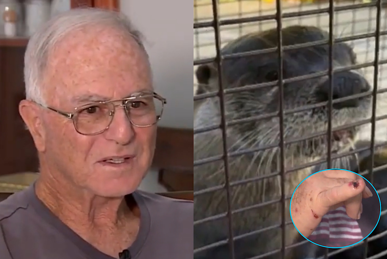 Florida Man Still Considers Otters To Be ‘Cute’ After Getting Bitten By ...