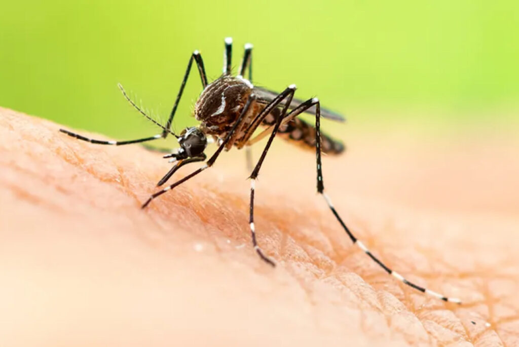 Jamaica Declares Dengue Fever Outbreak With Hundreds Of Suspected