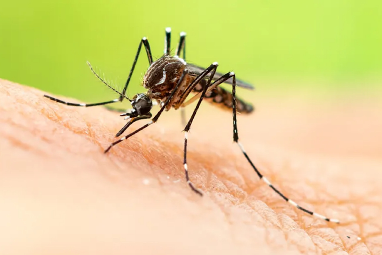 Jamaica Declares Dengue Fever Outbreak With Hundreds Of Suspected & Confirmed Cases