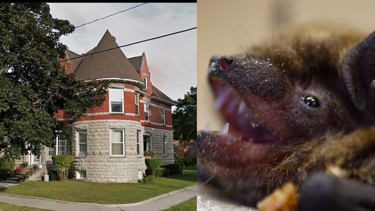 Airbnb Owner Sued By Seven Michigan Women After Being Attacked By Bats In Their Beds At Victorian Vacation Home